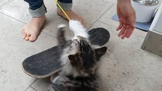 Magic - the Skateboarding Siberian Kitten