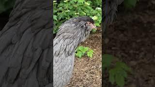 Птица счастья)#амераукана #chicken #ameraucana #куры #жизньвдеревне #ферма #птицеводство #trending #