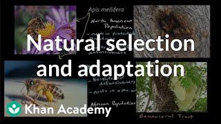 Natural selection and adaptation | Mechanisms of evolution | High school biology | Khan Academy