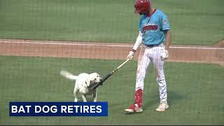 Beloved 13-year-old bat dog for Clearwater Threshers retires