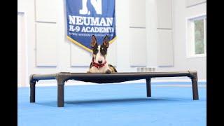 Lulu (Miniature Bull Terrier) Puppy Camp Dog Training Video Demonstration