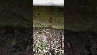 Termite workers