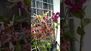 All about my Dendrobiums