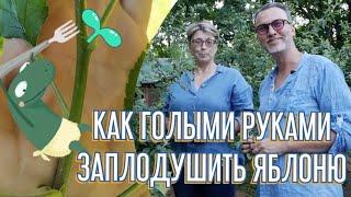 Летняя прищипка яблонь, повышаем урожайность, уменьшаем работу по демисезонной обрезке