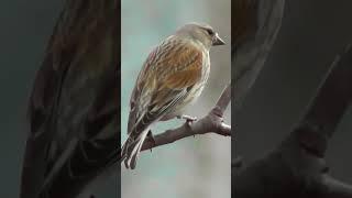 Певчие птицы, коноплянка. Songbirds, linnet. 