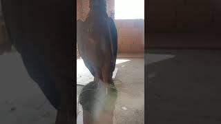 dressage d'un foucon jeune au village sahel ait khelili