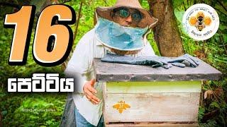 Horizontal bee hive in 16 frames - 16 පෙට්ටිය