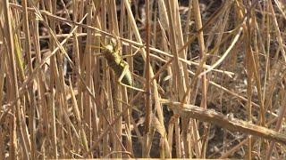 Farmers inspect damage after locust swarm decimates crops in Sardinia | AFP