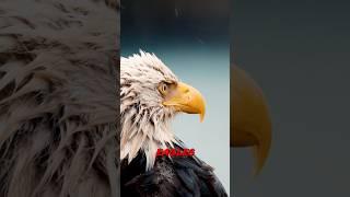 Bald Eagles in Kodiak are NOT Afraid of People… #Alaska