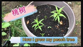 种桃树     How I Grew My Peach Tree |Ep.42       2021年7月23日