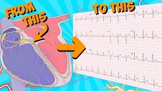 12 Lead ECG (Electrocardiogram) for beginners .