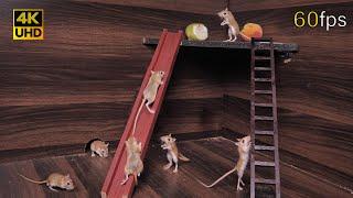 Cat TV Adventurous mouse Climbing the Ladder, Sliding Down, and Playing Hide and Seek 4k 8 hour