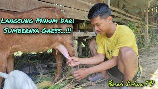 Minum Susu Kambing Langsung Dari Sumbernya - Rasanya Mantap Gaes..!!