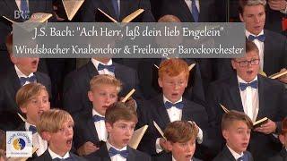 J.S. Bach: "Ach Herr, laß dein lieb Engelein" | Windsbacher Knabenchor & Freiburger Barockorchester