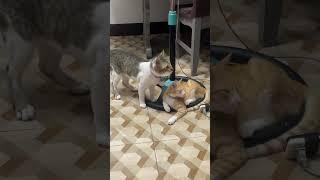 Hi Selena and Flashy! #cat #cuteanimals