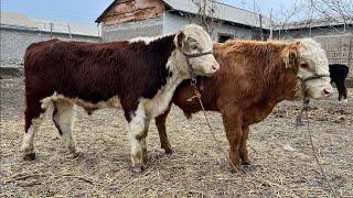 Gerifort  Va  Qirgizistan  Paroda  Katta  ,  Kichik Buqalar Sotiladi.Dastafka bor.