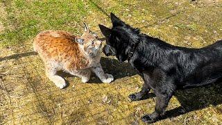 THE DOG WANTED TO PLAY WITH THE LYNX / Difficult choice of Maine Coon