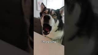 My husky gets mad his breakfast is late! #dogs #dogshorts #huskies #husky #shorts