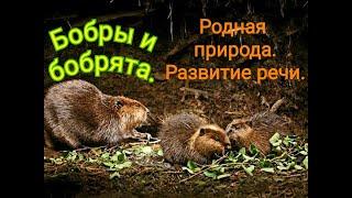 Бобры и бобрята. Родная природа. Познаем мир. Развиваем речь. .Beavers  You Tube