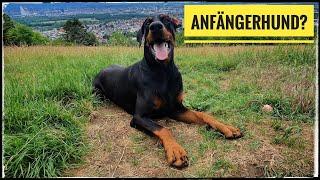 Ist der Dobermann ein Anfängerhund / als Ersthund geeignet ?