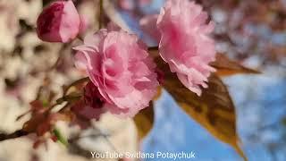 Miracle! Japanese cherry blossoms beautifully! Чудово цвіте сакура! Замечательно цветет сакура.