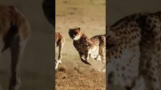 cheetah vs wildebeest #animal #wildlife