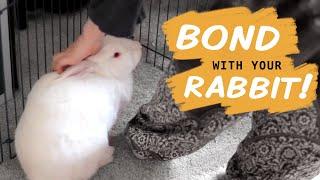 10 Ways to Bond With Your New Rabbit
