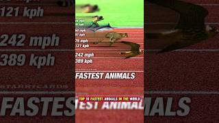 Top 10 fastest animals in the world    #falcon #cheetah #sailfish #horse #fish #rabbit #shortvideo