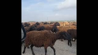 Сурхандарйо #гиссар