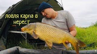 Ловлю карпа в нерест | клюнул крупный карп | HD