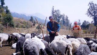 shepherd life of Nepal || @shepherdlifeofnepal