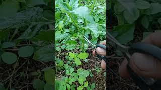 Satisfying | prune chili plants in the morning️