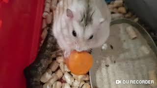 Funny Hamster Efim2||| Веселый хомяк Ефим2