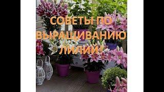 Советы по выращиванию лилий. Мои садовые растения. Часть 1.