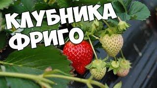Клубника Фриго  Посадка и Уход  Урожайный огород с Хитсад
