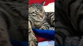 kittupie enjoying thug life#shorts #youtubeshorts #ytshorts #funny #ashortaday