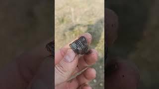 Нашли КЛАД  викинговс XP deus 2 и Minelab ETrac  #metaldetecting #treasure #коп