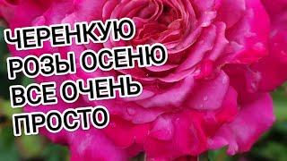 ЧЕРЕНКУЮ РОЗЫ ОСЕНЬЮ. ВСЕ ОЧЕНЬ ПРОСТО. РОЗА ЦВЕТУЩАЯ БОЛЕЕ ДВУХ МЕСЯЦЕВ.