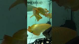 Monster Predator Fish Tank Arowana Arwana @mediteraniaquatic | Falcon Aquarium services