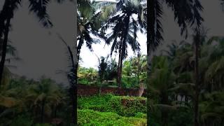Natural vibes ️ #mountains #nature #travel #love#bollywood #hindisong #love #bollywoodsongs #hindi