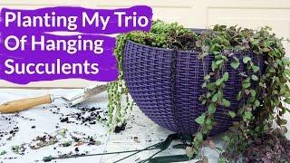 Planting My Trio Of Hanging Succulents / Joy Us Garden