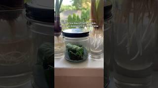 Ferment strawberry leaves and make a simple but delicious tea #foodalchemy #strawberrytea