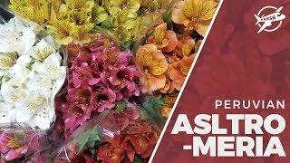 JFTV: Peruvian Alstromeria Extra with Fern