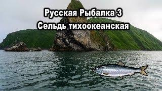 Русская рыбалка 3. Сельдь тихоокеанская