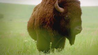 As the American Buffalo Declined, Its Symbolism Rose