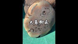 你有沒有發現大象的腳底板其實是軟乎乎的！#大象 #野生動物零距離 #神奇動物在抖音
