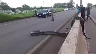ular anaconda ditengah jalan tolll....