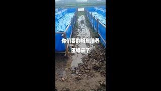 你们要的帆布池养田螺来了，#田螺养殖