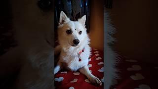 layika#dogforlife #love #sullia #trending #viral #petlove #puppies #youtube #instagram