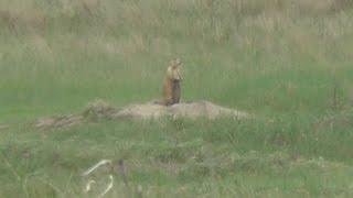 Prairie Dog Hunting in Fort Pierre, South Dakota